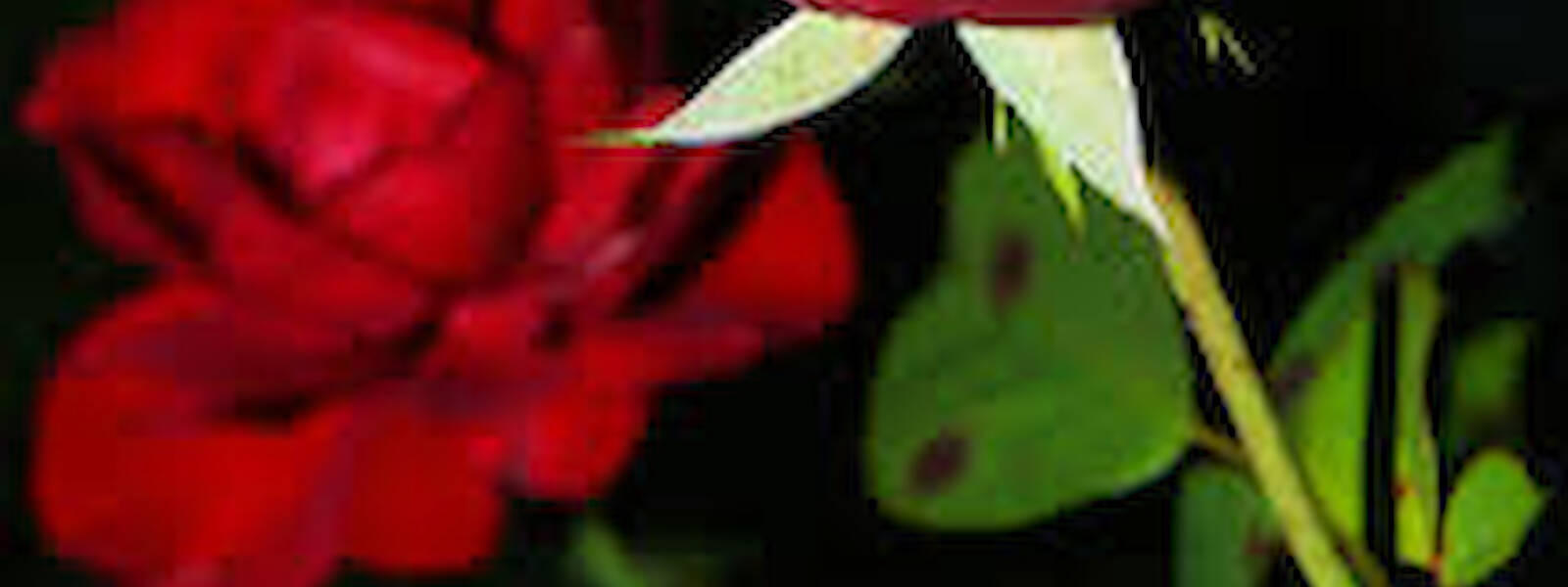 Bild Muttertag am 11. Mai